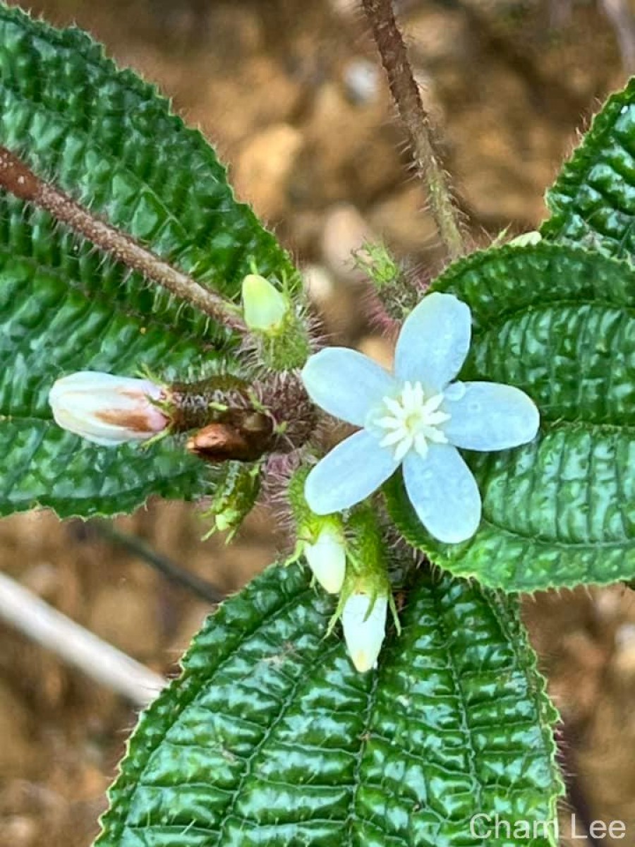 Miconia crenata (Vahl) Michelang.